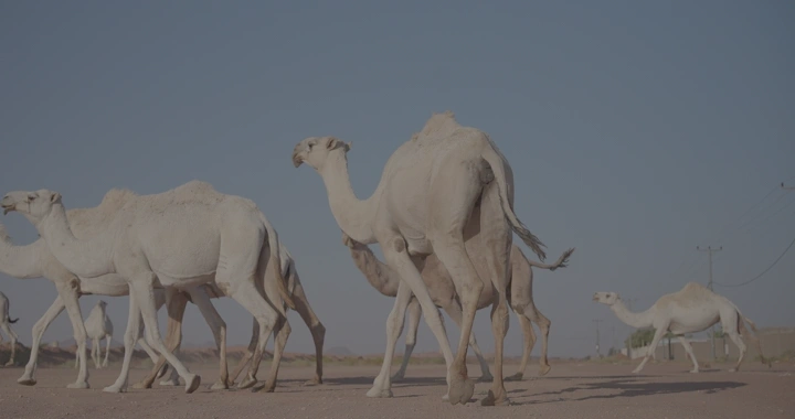 جمال تسير في الصحراء تحت سماء زرقاء، لقطة طبيعية.