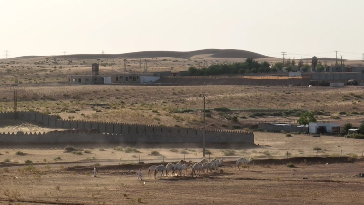مجموعة من الجمال في الصحراء بالقرب من مبانٍ، لقطة نهارية.