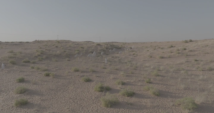 جمال في صحراء رملية نهارًا، لقطة جوية.