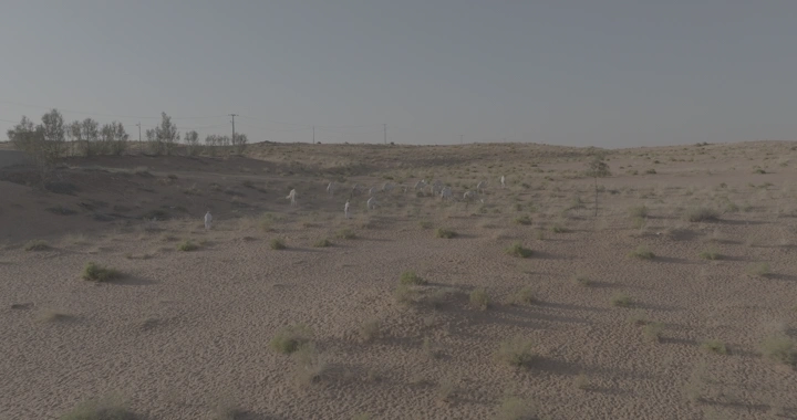 جمال تسير في صحراء رملية تحت سماء صافية، لقطة جوية.