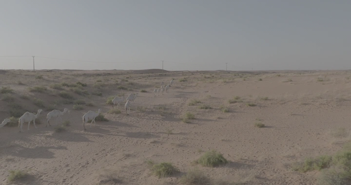 جمال تسير في صحراء النفود، لقطة جوية نهارية.