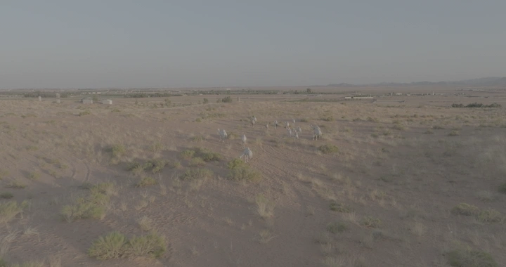 جمال في صحراء النفود عند الغروب، لقطة جوية.