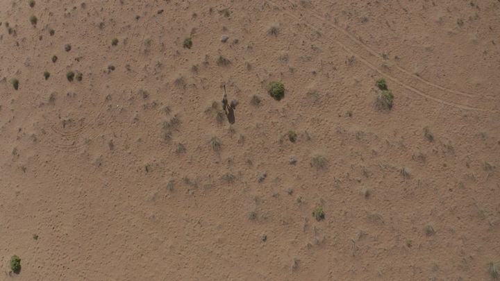 جمل في صحراء النفود من الأعلى، لقطة جوية.