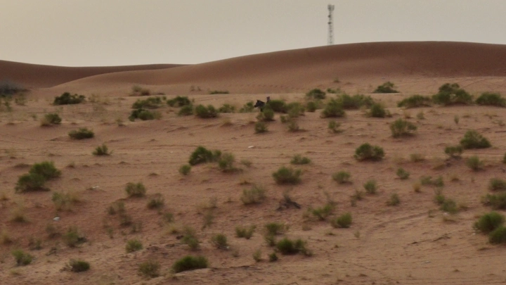 فارس يمتطي حصانًا في صحراء النفود، لقطة جوية.