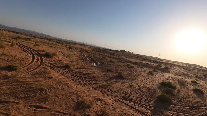 مجموعة من الإبل في صحراء النفود وقت الغروب، لقطة جوية.