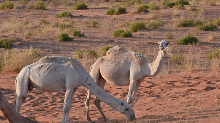 جمال ترعى في صحراء النفود، لقطة طبيعية.