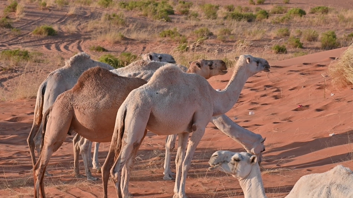 جمال في صحراء النفود خلال النهار، لقطة طبيعية.