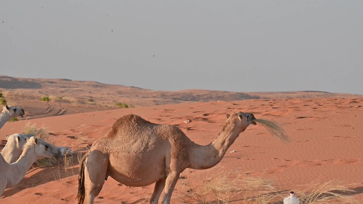جمال في صحراء النفود تحت أشعة الشمس، لقطة طبيعية.