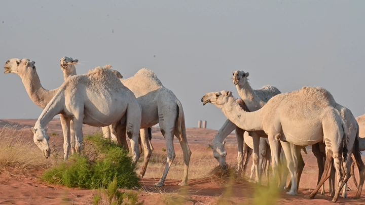 مجموعة من الإبل في صحراء النفود، لقطة نهارية.