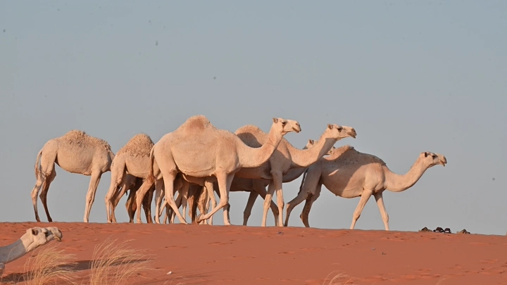 مجموعة من الإبل تسير في صحراء النفود، لقطة نهارية.