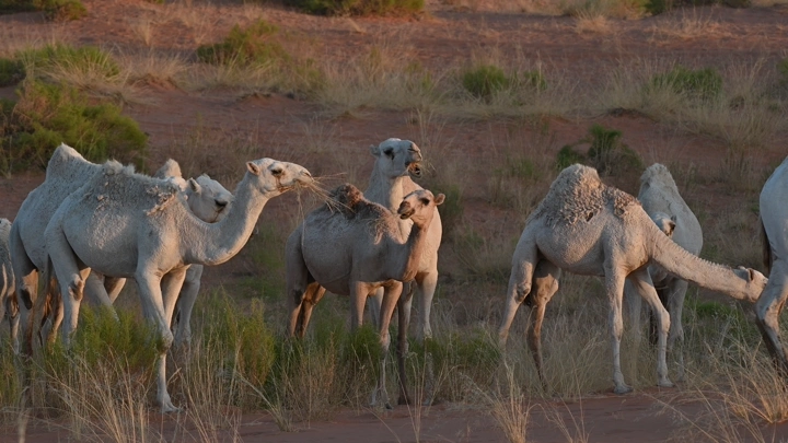 مجموعة من الإبل في صحراء النفود، لقطة طبيعية.