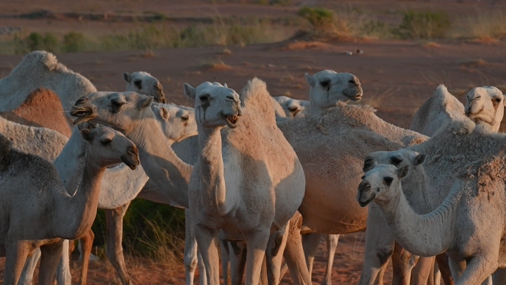 مجموعة من الإبل في صحراء النفود، لقطة نهارية.