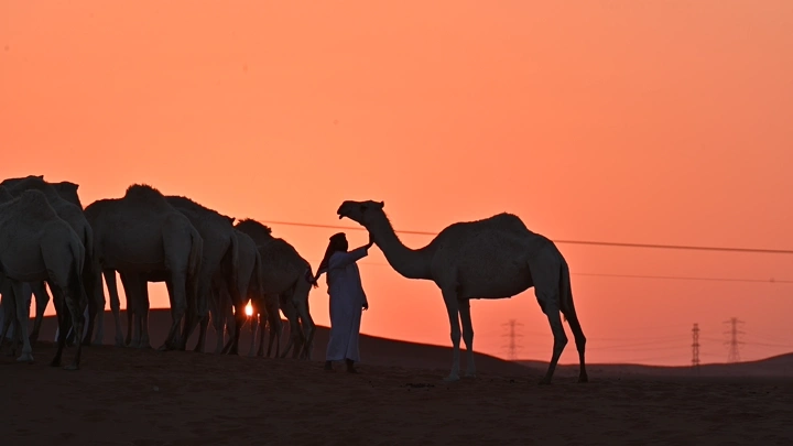 جمال في الصحراء عند الغروب، صورة ظلية.