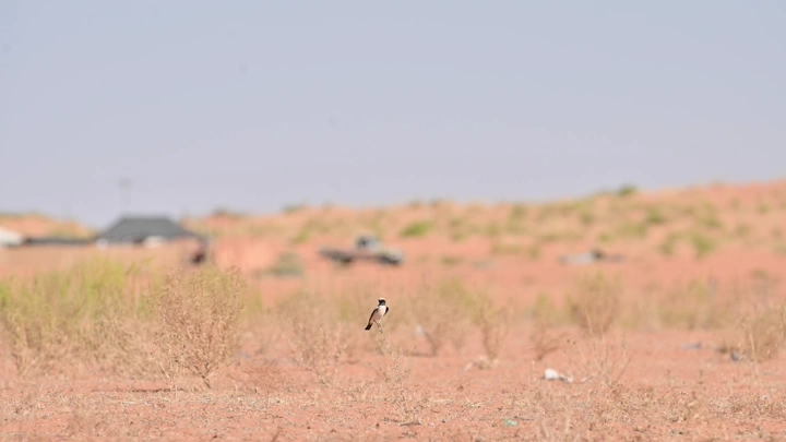 طائر في صحراء النفود نهارًا، لقطة بعيدة.