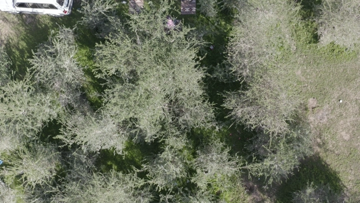 غابة كثيفة مع سيارة بيضاء، لقطة جوية.