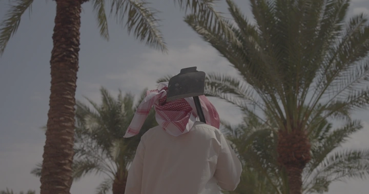 رجل يرتدي غترة يحمل مجرفة في بستان نخيل، لقطة من الخلف.