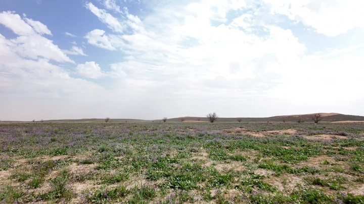 حقل خزامى في الصحراء تحت سماء غائمة، لقطة واسعة.