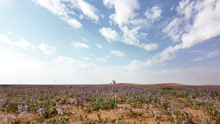 زهور الخزامى في الصحراء مع بعارين في الخلفية، لقطة منخفضة.