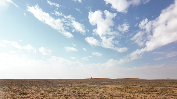 صحراء مع خزامى وبعارين تحت سماء زرقاء، لقطة واسعة.