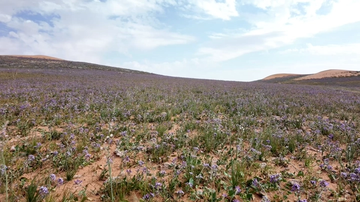 حقل خزامى في الصحراء تحت سماء غائمة، لقطة واسعة.