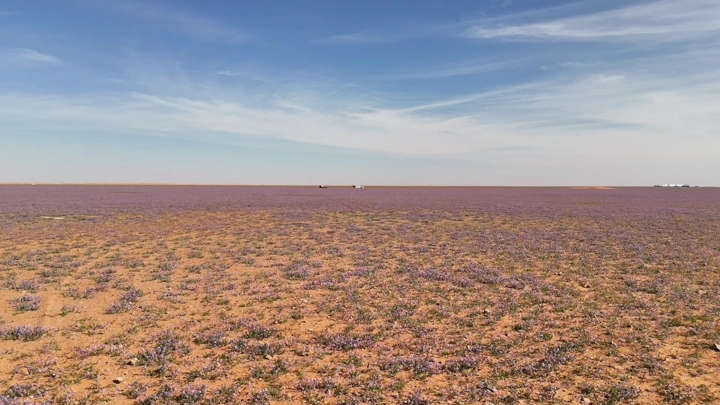 حقل خزامى في النفود تحت سماء زرقاء، لقطة واسعة.