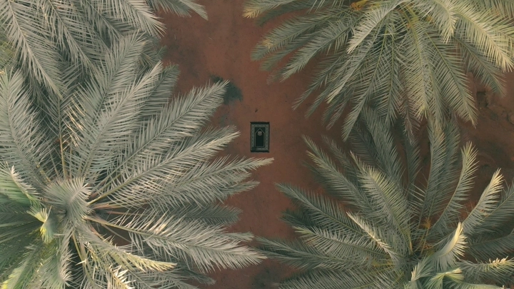 أشجار نخيل من الأعلى في مزرعة، لقطة جوية.