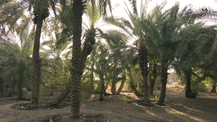 أشجار نخيل في مزرعة عند شروق الشمس، لقطة أرضية.