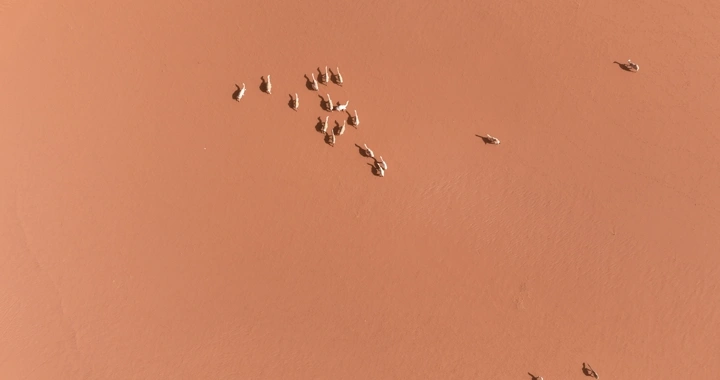 جمال في صحراء النفود من الأعلى، لقطة جوية.