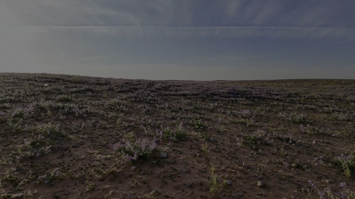 زهور الخزامى في صحراء النفود تحت سماء صافية، لقطة واسعة.