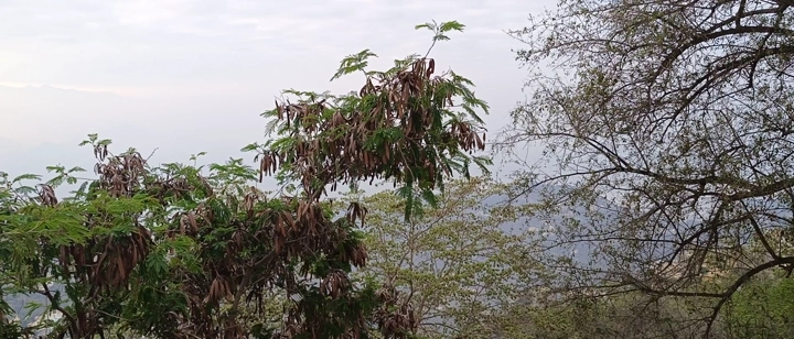 أشجار خضراء في محافظة فيفاء، لقطة طبيعية.