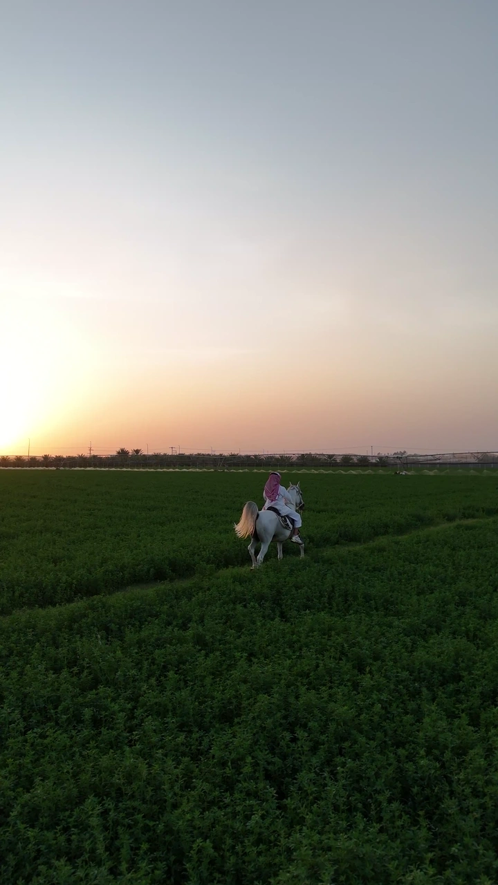 شخص يركب حصان في حقل أخضر بمزرعة عند الغروب، لقطة جوية.