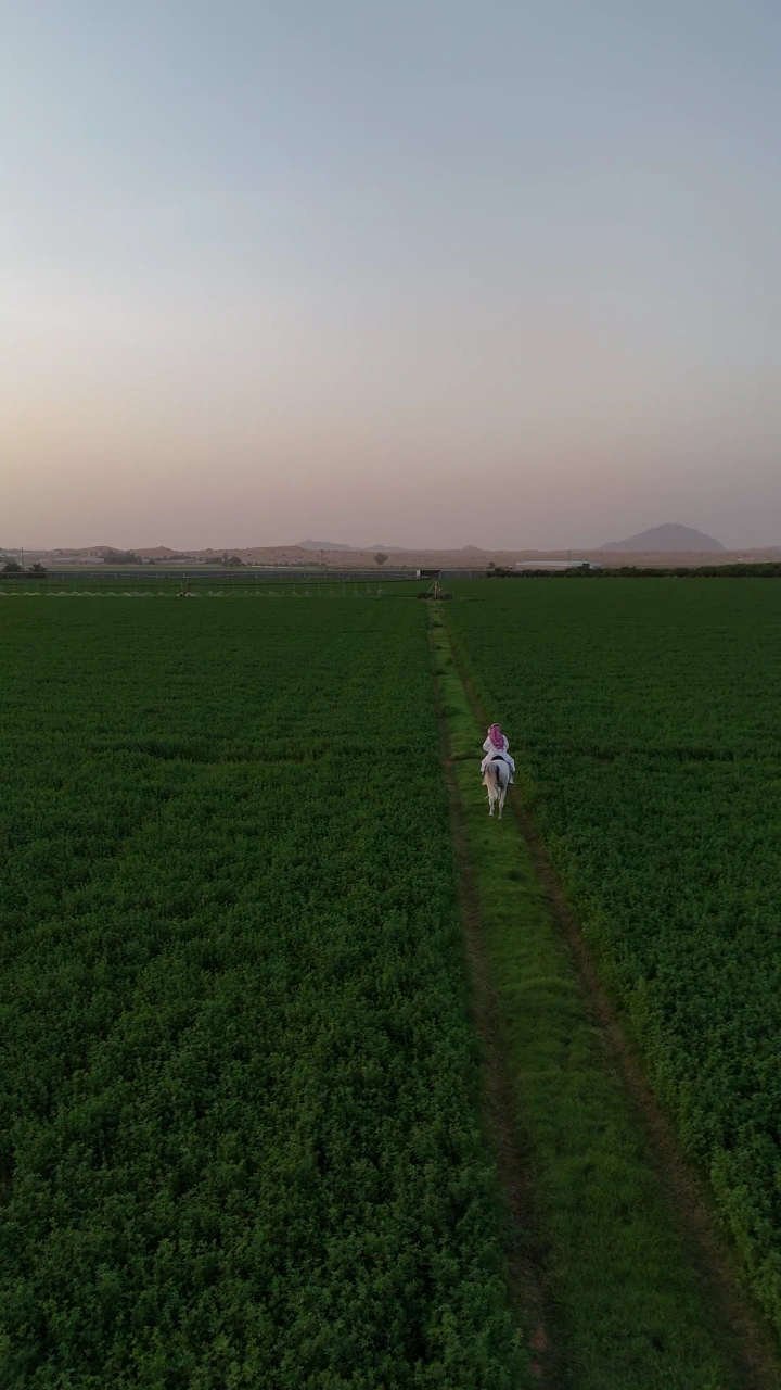 شخص يركب حصان في حقل أخضر بمزرعة عند الغروب، لقطة جوية.