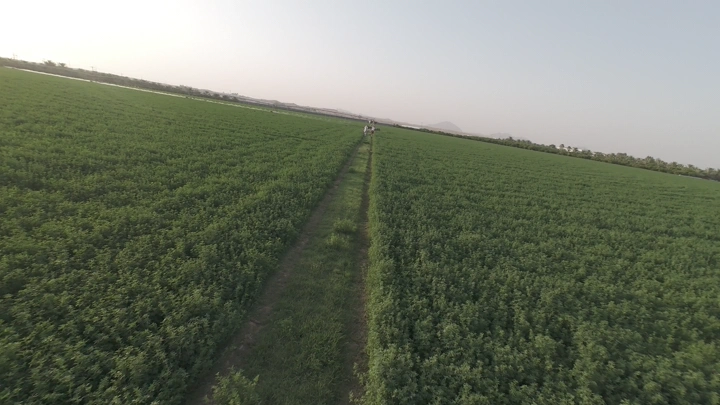 شخص يركب حصان في حقل أخضر بمزرعة عند الغروب، لقطة FPV.